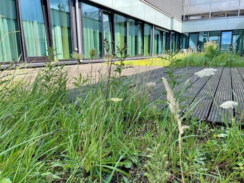 Aspire Acara Oldenburg, Trademark Collection by Wyndham